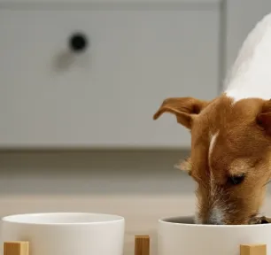 Anjing Makan