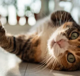 Probiotik untuk Kucing