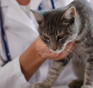 Kucing Muntah Darah: Penyebab Serius dan Cara Menanganinya[