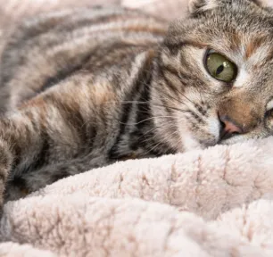 Anak Kucing Muntah Putih: Normal atau Tanda Masalah? Ini Penjelasannya[