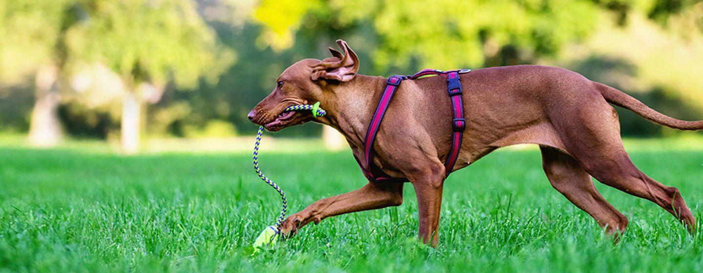 Video Pertunjukan Anjing Westminster 101