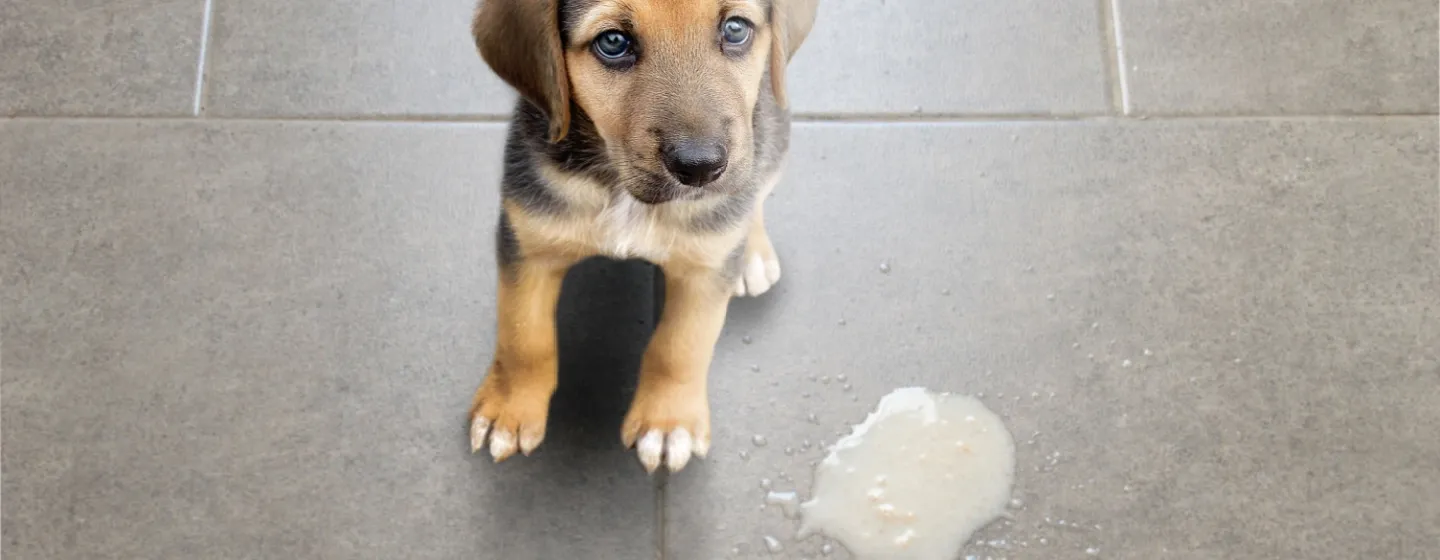 9 Penyebab Anjing Muntah Kuning dan Cara Perawatannya