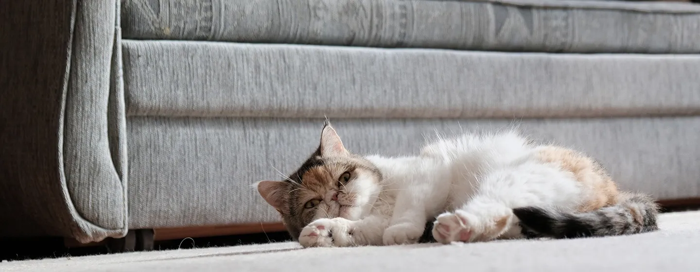Apakah Kucing Bisa Menstruasi? Berikut Penjelasannya!