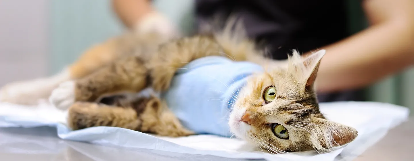 Pentingnya Perawatan Kucing Setelah Steril