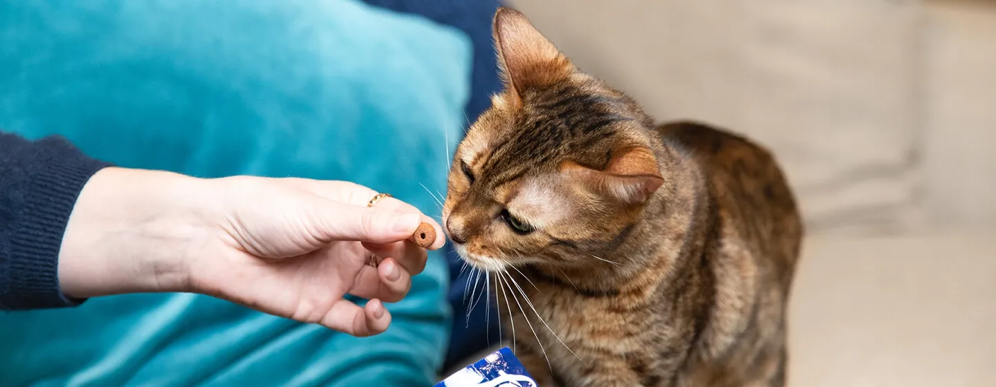 5 Tahap Pertumbuhan Anak Kucing yang Harus diketahui Petlovers Pemula
