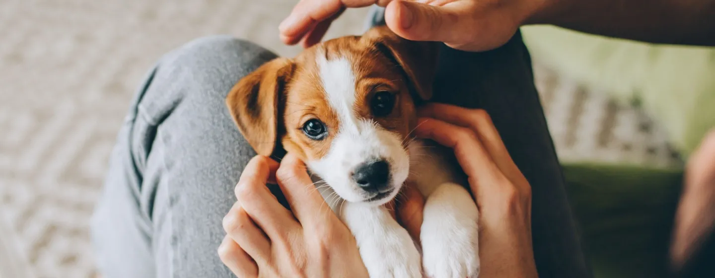 Perbandingan Umur Anjing dan Manusia: Cara Menghitung yang Benar