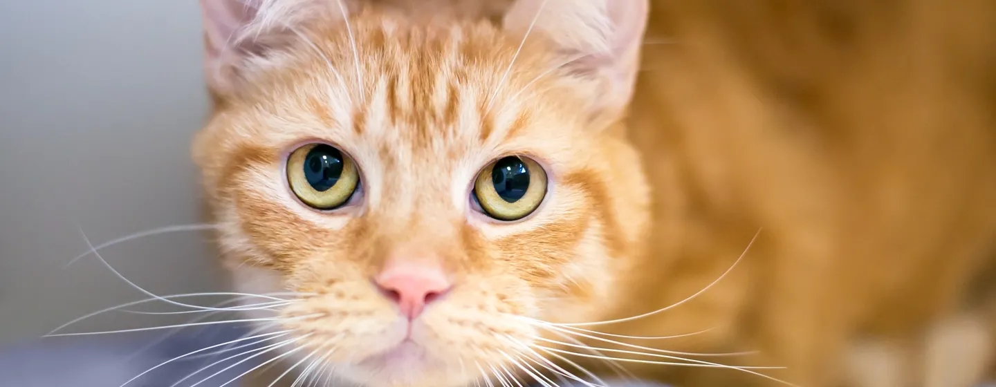 Berbagai Hal Tentang Steril Kucing yang Perlu Diketahui