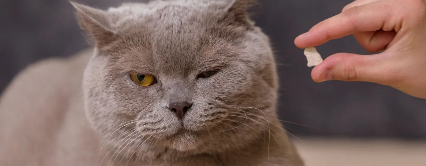 Cara Menangani Kucing Flu: Panduan Lengkap untuk Pemilik Kucing yang Khawatir