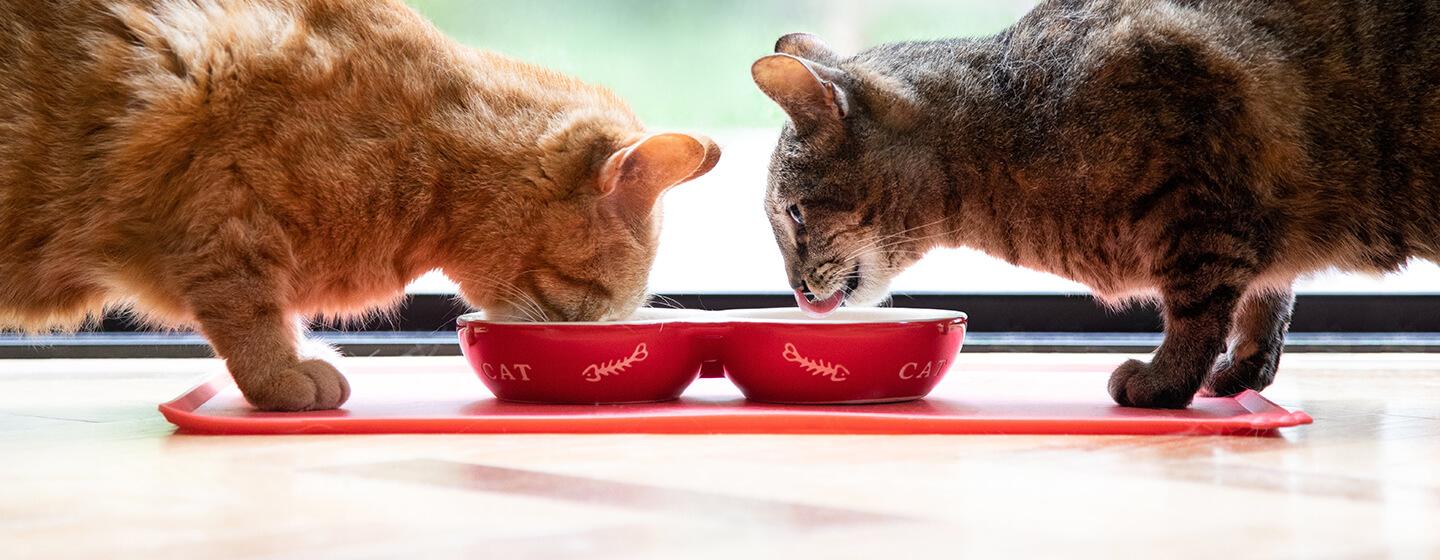 5 Jenis Asupan Tepat Saat Kucing Lemas Tidak Mau Makan 