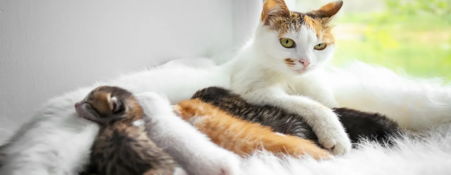 Makanan yang Dibutuhkan untuk Pertumbuhan Anak Kucing