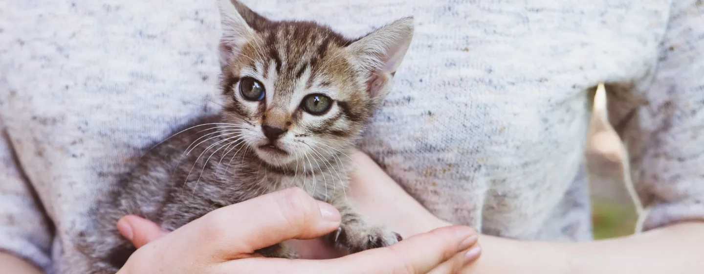 Apa Makanan Kucing Umur 1 Bulan yang Paling Tepat?