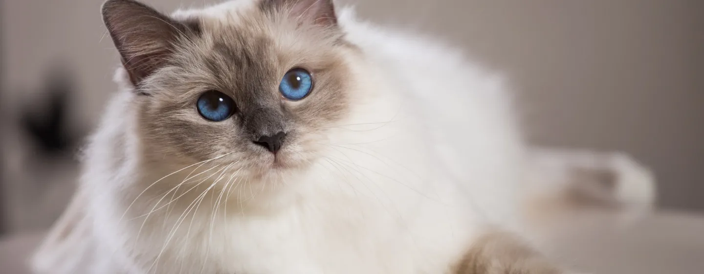Kandungan Makanan Kucing yang Bagus untuk Perawatan Rambut
