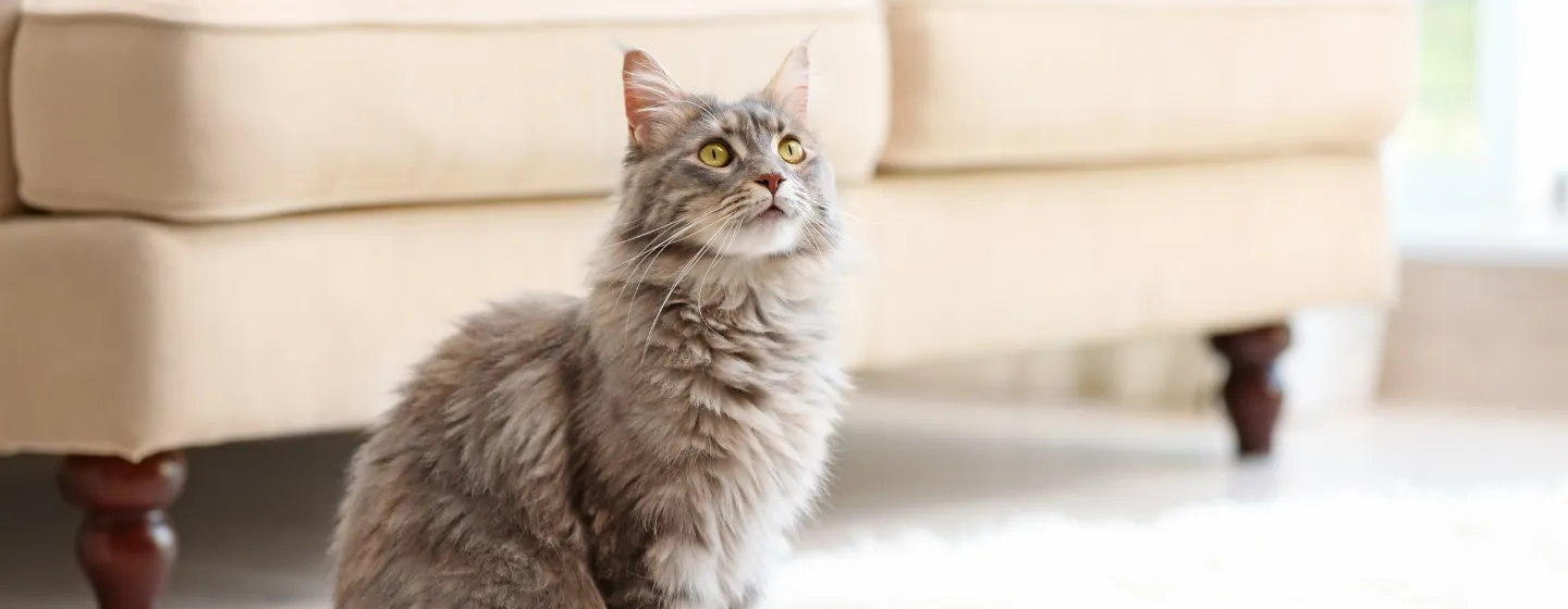Makanan untuk Kucing Rumahan
