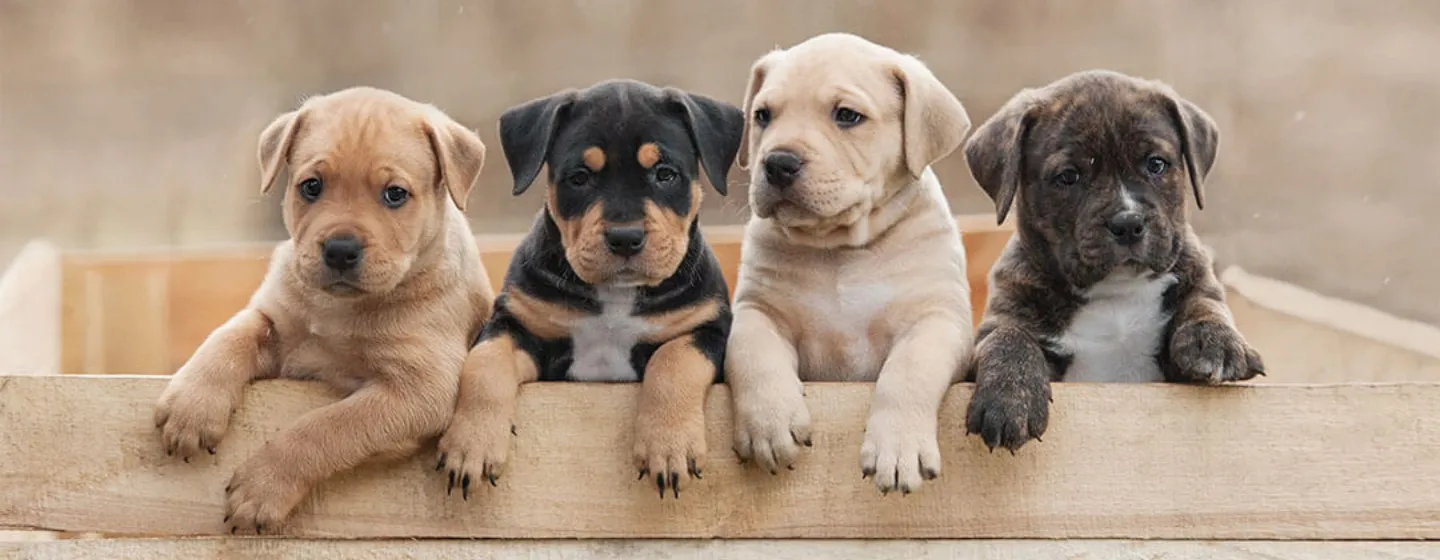 Tips Memotong Kuku Anjing