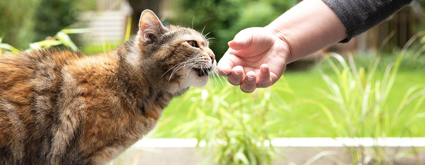 4 Kondisi Mengapa Kucing Mendengkur