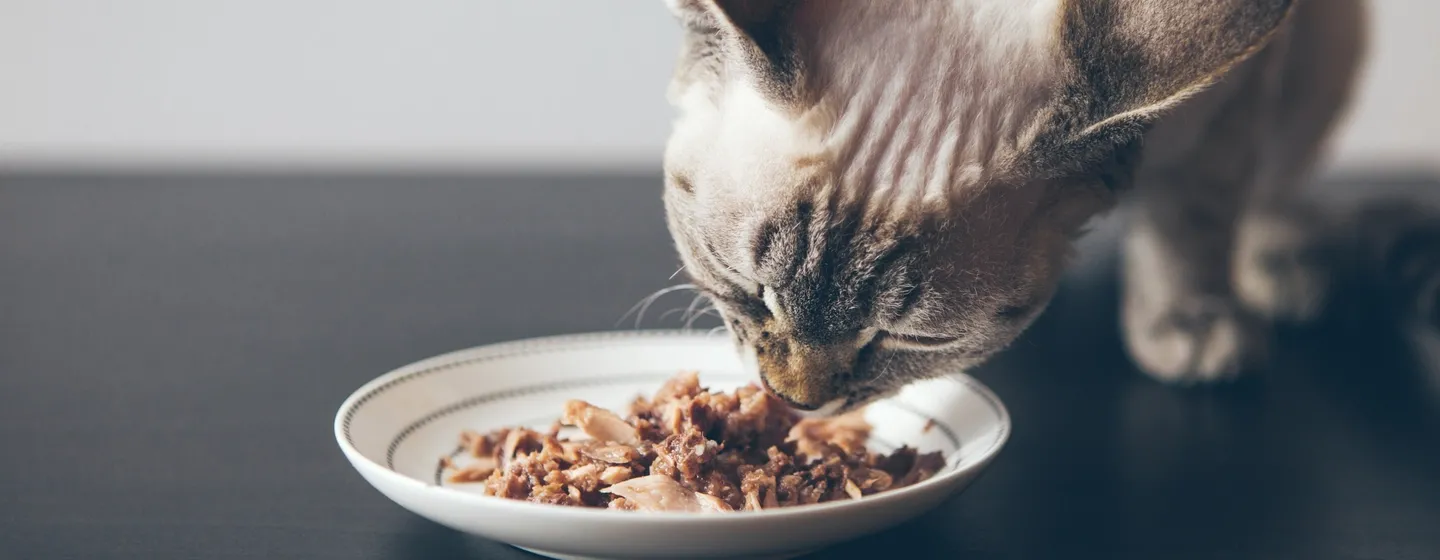 Fancy Feast: Makanan Favorit Kucing Sehari-Hari