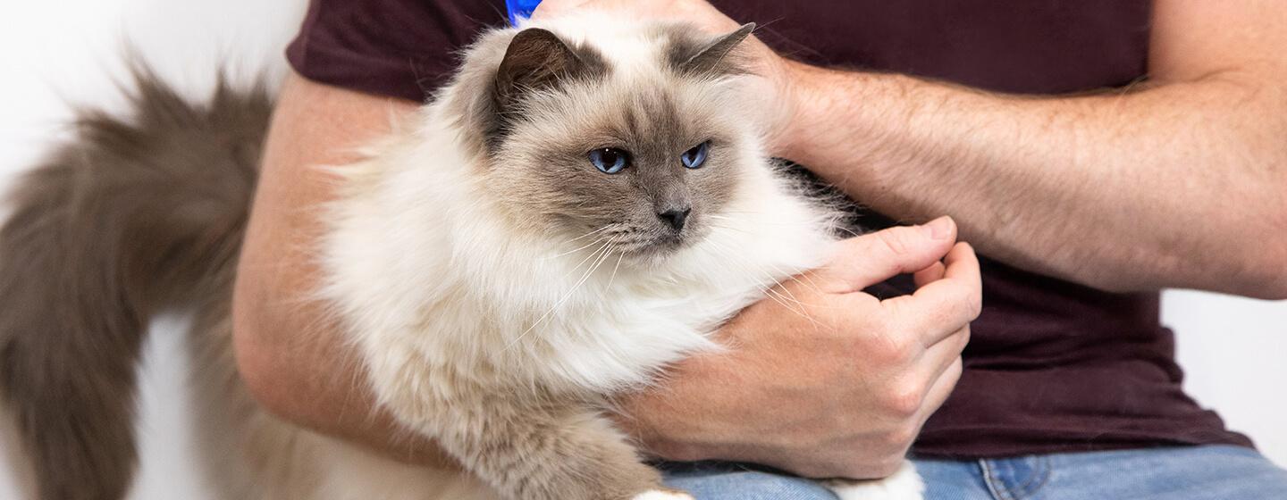 3 Cara Mengobati Kucing Luka Karena Berkelahi