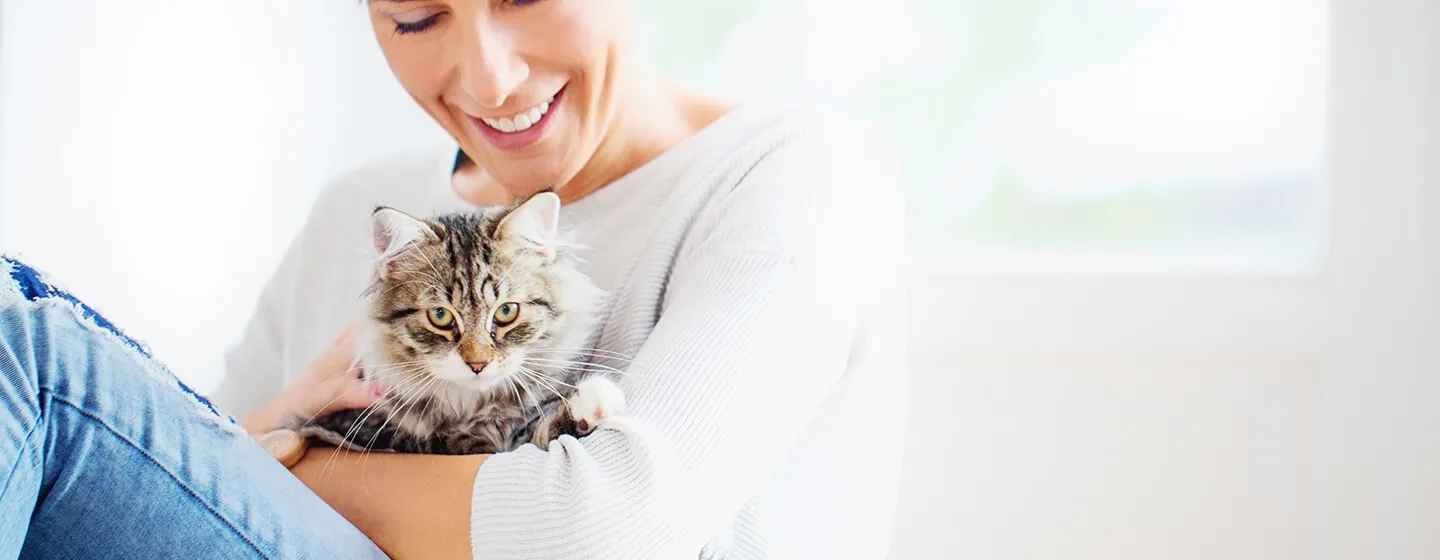 Jenis Makanan Kucing Setelah Steril