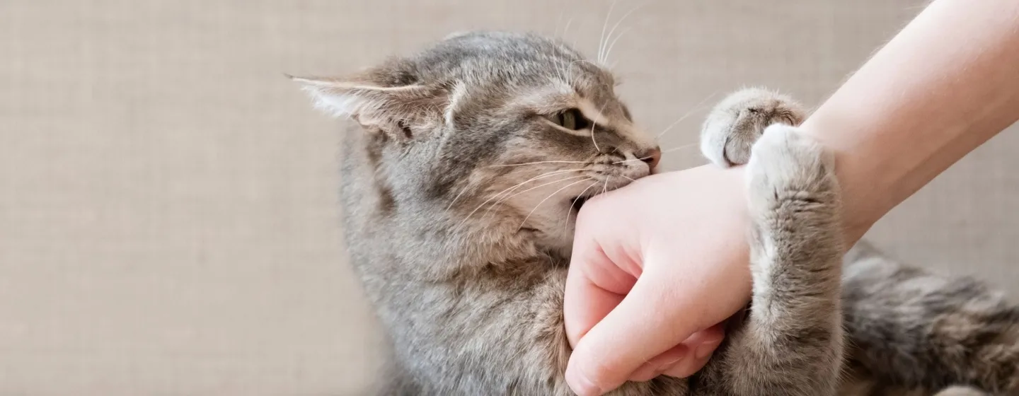 Hentikan Kebiasaan Kucing yang Suka Menggigit dengan