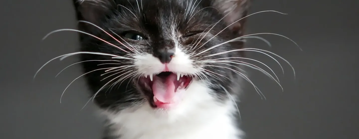 /artikel/kucing/kesehatan/gejala/gusi-sehat