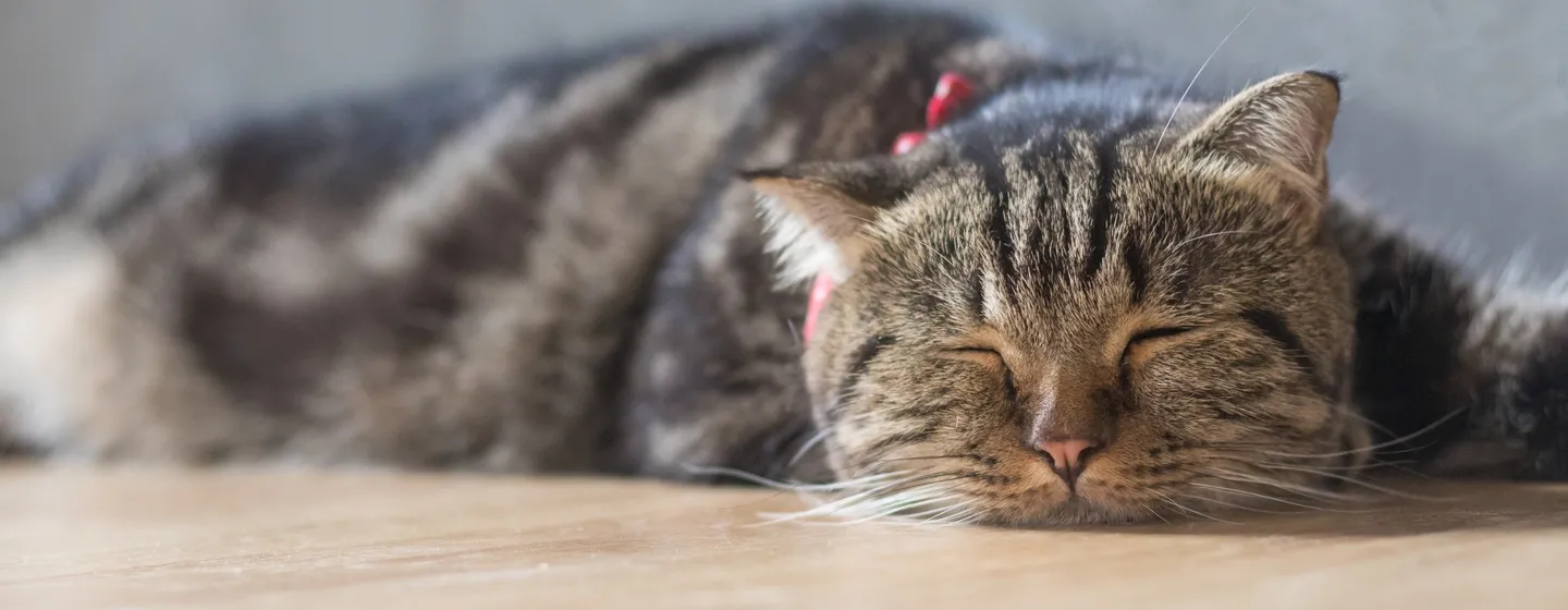 Kucing Muntah Makanan? Berikut Penjelasannya!