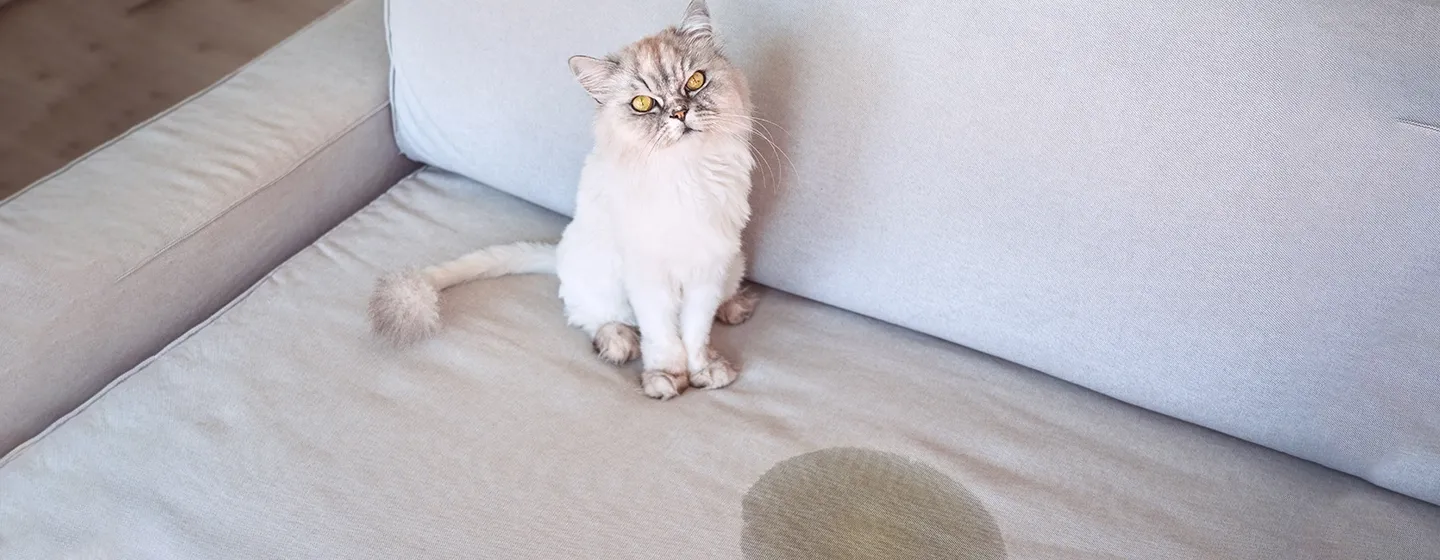 Kucing Pipis Terus? Simak Penjelasannya