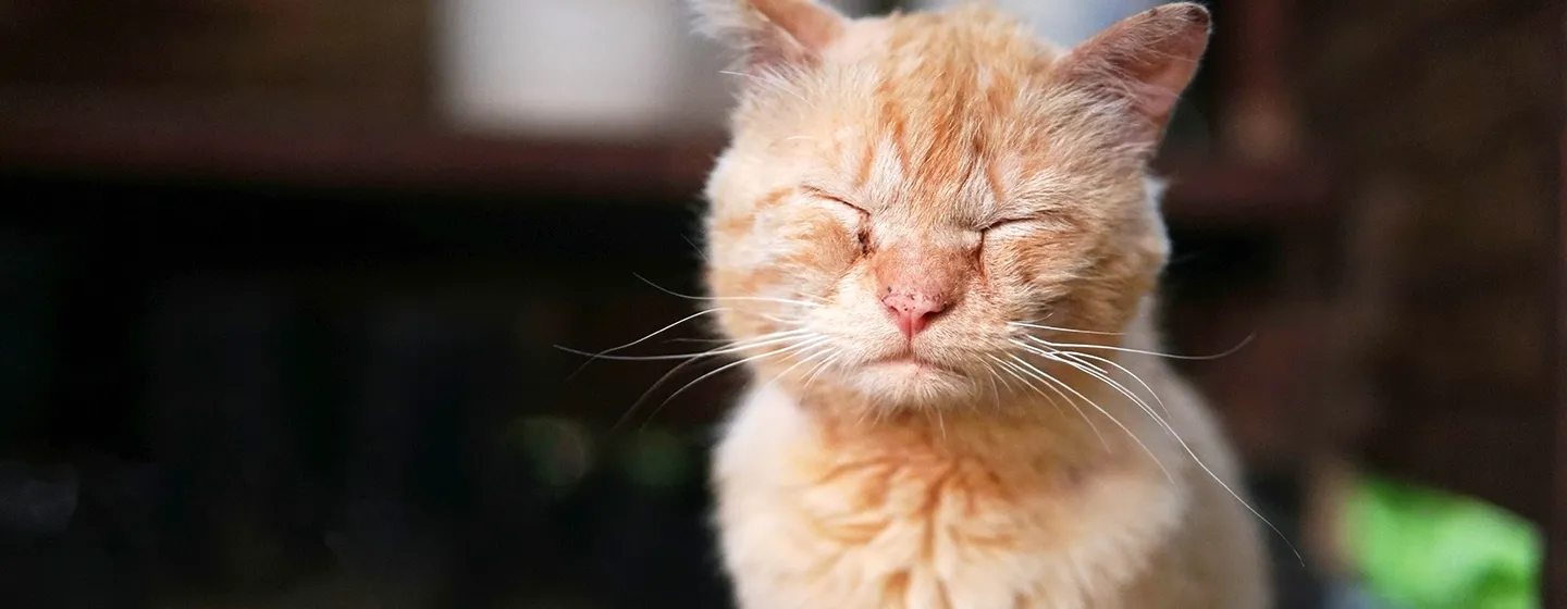 Kulit Kucing Mengelupas? Simak Penjelasannya!