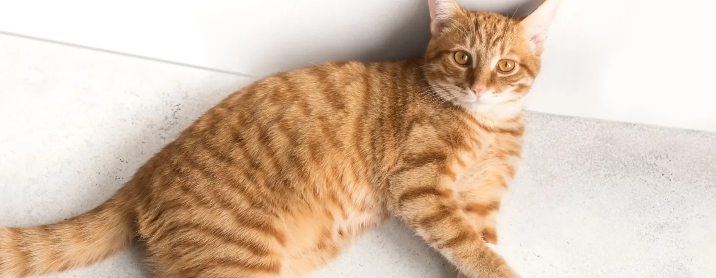 Langkah Efektif Mengobati Kaki Kucing yang Pincang: Panduan untuk Pemula