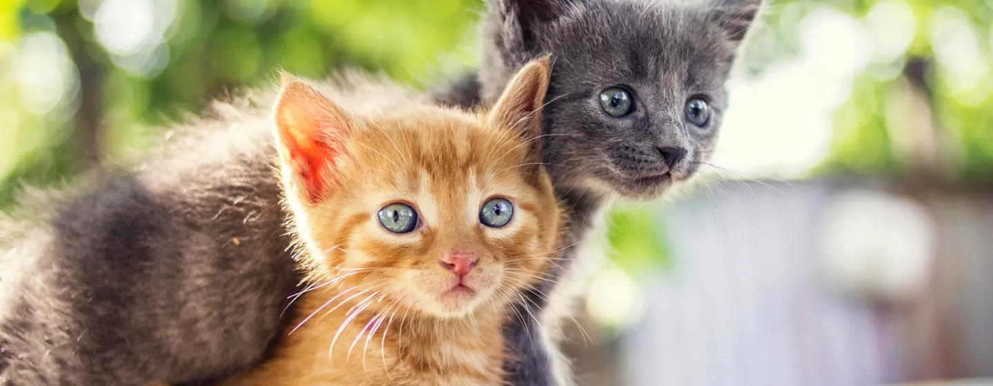 Makanan Kucing Kecil: Tips dan Panduannya