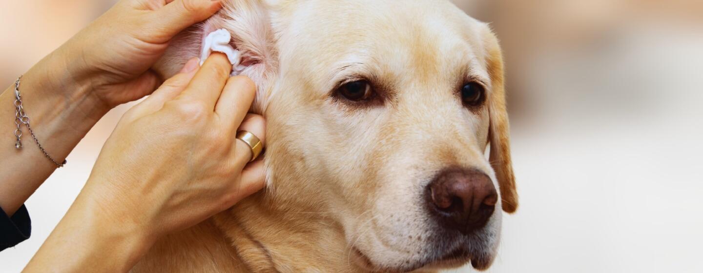 Mengatasi Alergi Kulit pada Anjing: Solusi Praktis Agar Anjing Lebih Nyaman