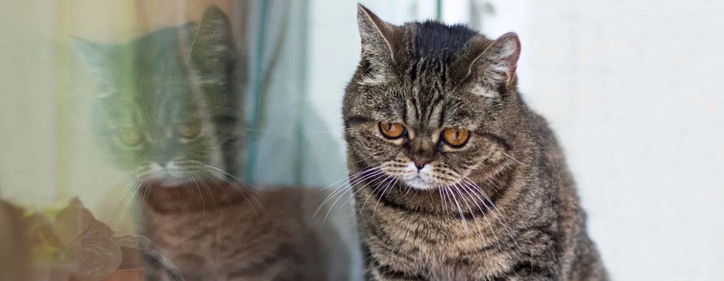 Trik Mengatasi Kucing Sakit yang Tidak Mau Makan: Solusi untuk Pemilik Kucing