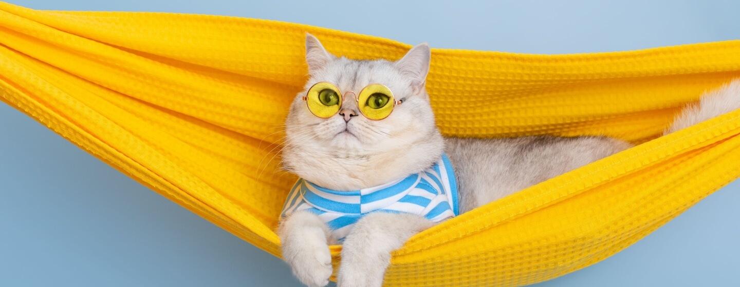Panduan Lengkap Perawatan Kucing: Tips Menjaga Kucing Tetap Sehat dan Bahagia