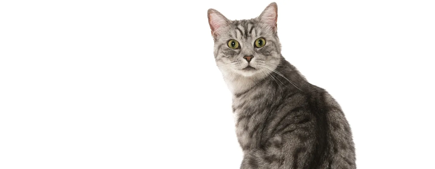 Panduan untuk Memberikan Makanan Kucing Dewasa