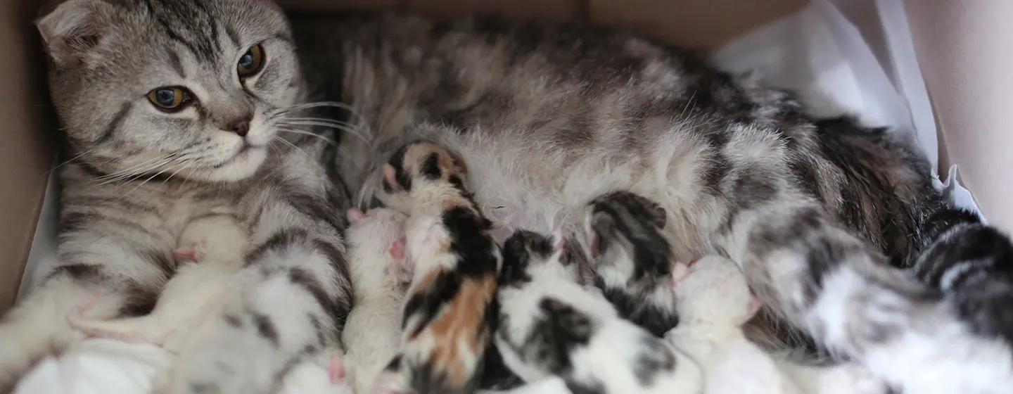 Cara Membantu Kucing Melahirkan: Tips untuk Menyambut Anak Kucing yang Baru