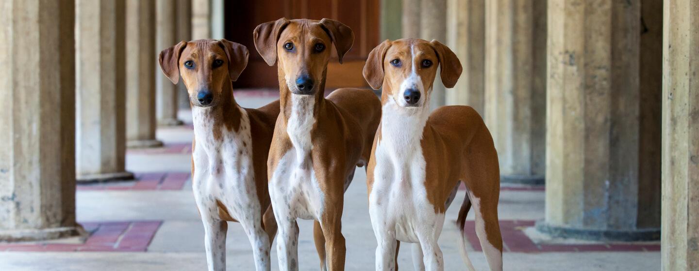 5 Cara Merawat Anjing yang Baru Lahir