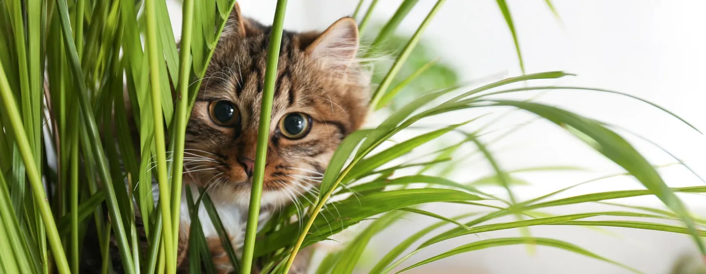 Snack Kucing Terbaik: Panduan, Tips dan Rekomendasi