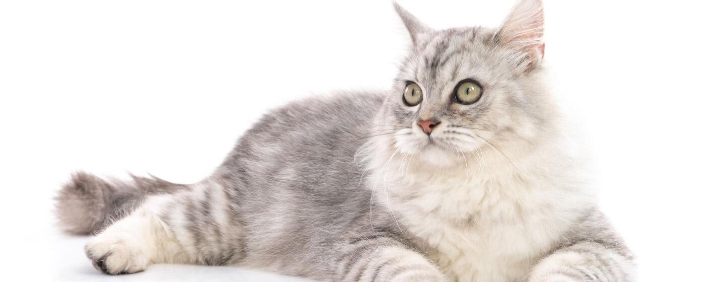 Tips dan Trik Merawat Kesehatan Kucing Kesayangan