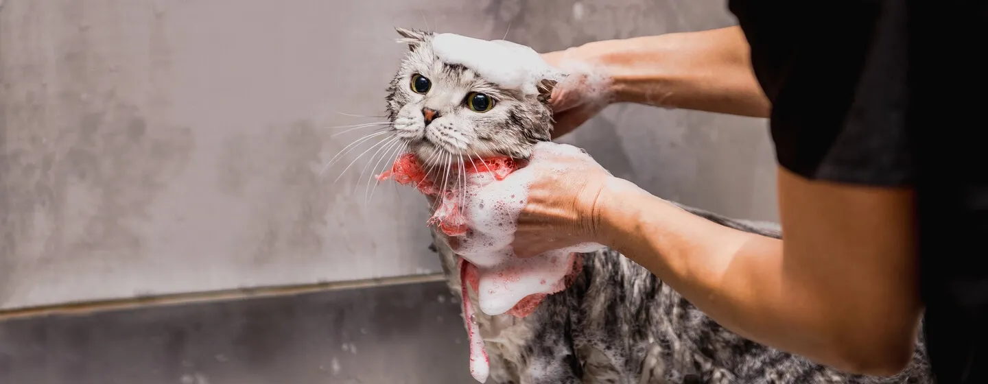 Hati-hati! Overgrooming Menyebabkan Rambut Kucing Rontok