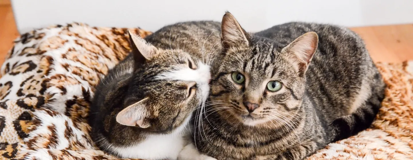 Cara Cepat dan Tepat Mengetahui Kucing Jantan dan Betina: Dijamin Akurat!