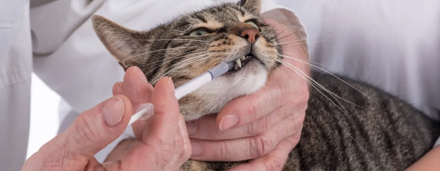 Cara Mudah Memberi Obat Cacing Pada Kucing: Langsung dari Ahlinya!