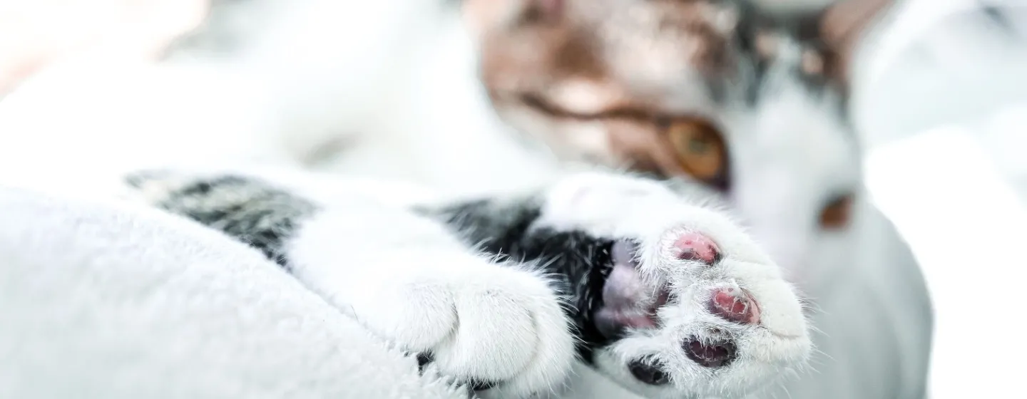 solusi_ampuh_mengobati_kaki_kucing_yang_bengkak