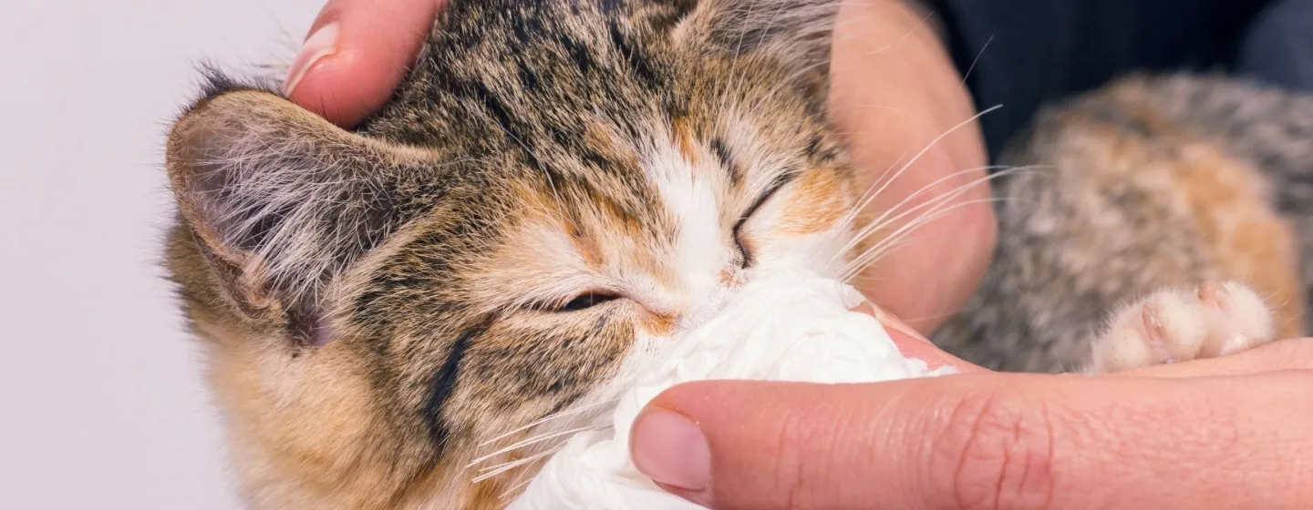 Tips Praktis Membersihkan Hidung Kucing dengan Aman dan Nyaman