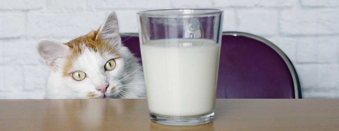 Macam-macam Makanan Terbaik untuk Kucing