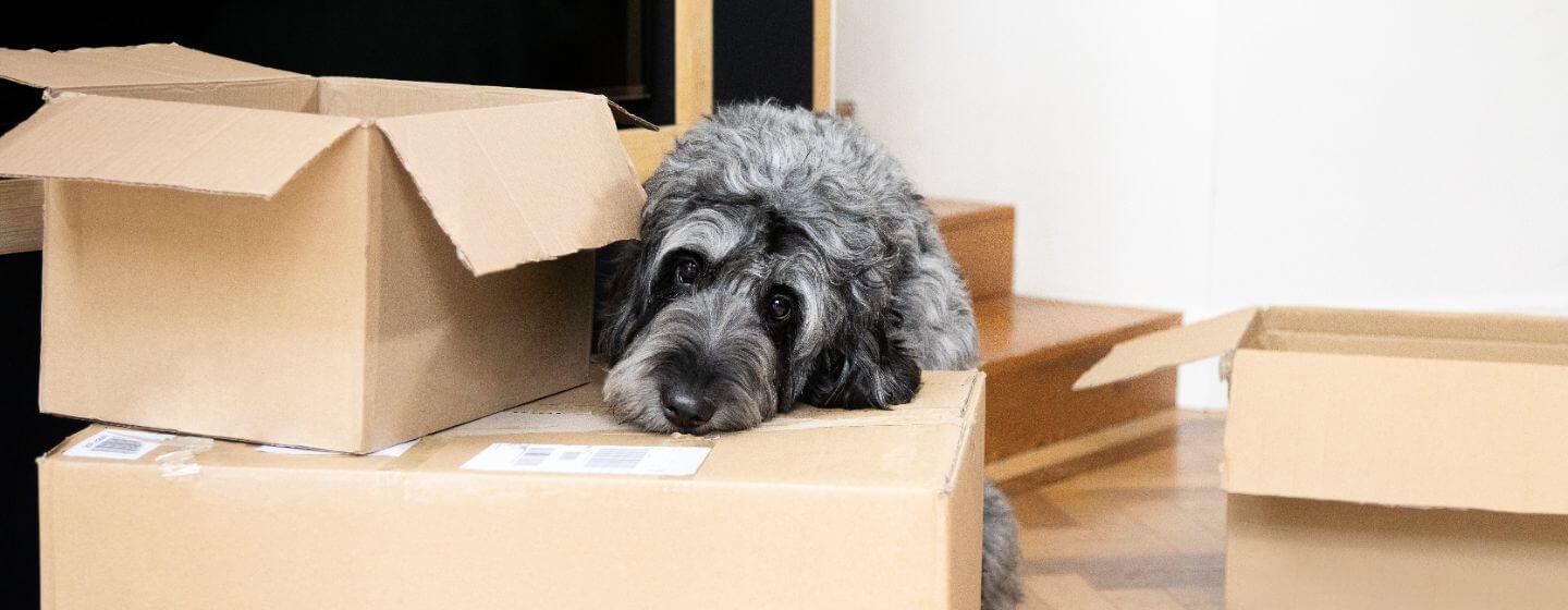Jenis-jenis Anjing dan Cara Perawatannya