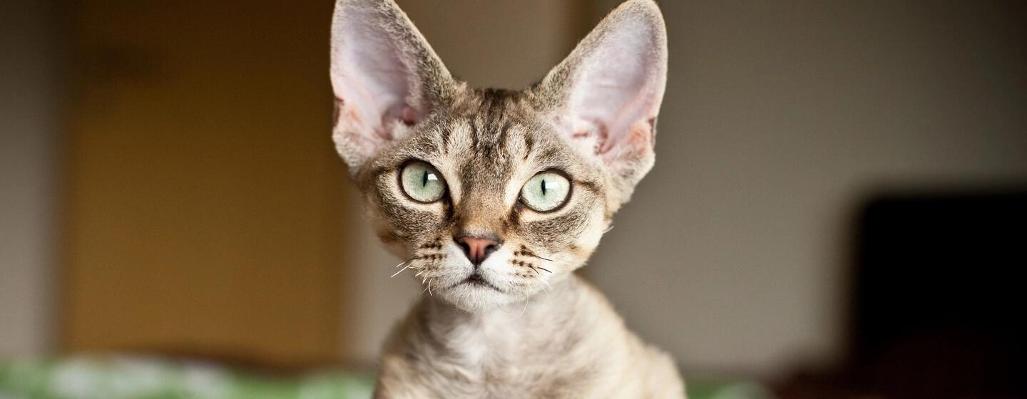5 Ras Kucing Hipoalergenik Teratas