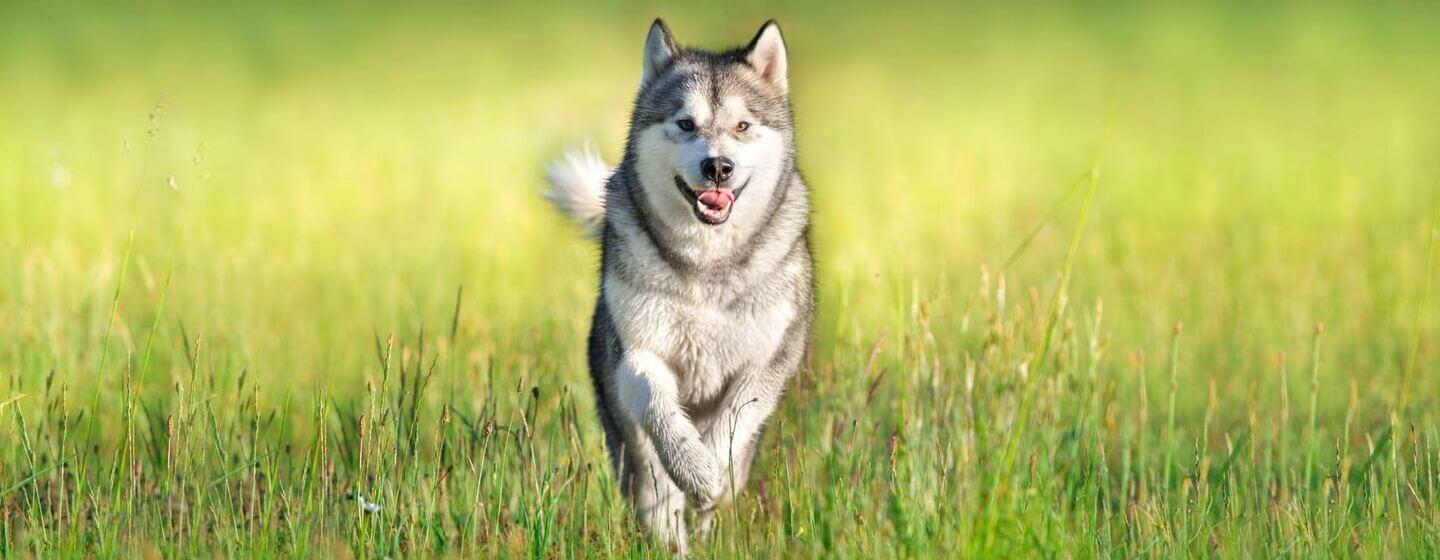 Working Dogs Everything You Need to Know