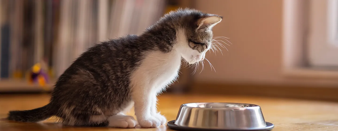 Dokter hewan memeriksa anak kucing