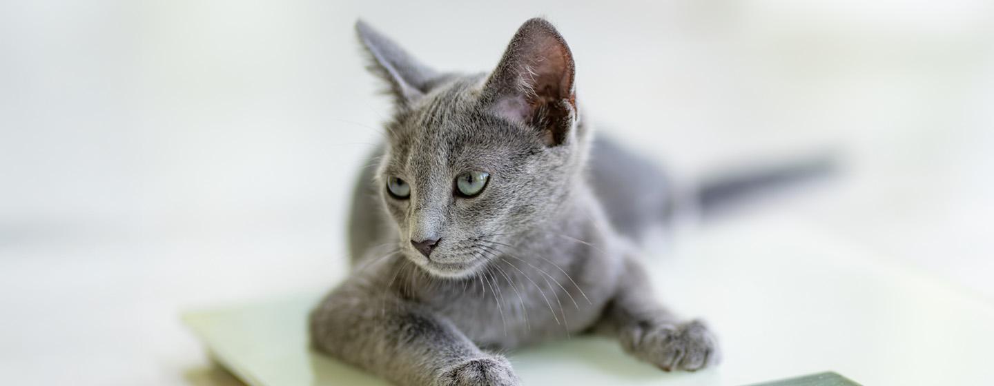Mengenali Berat Badan Ideal Pada Kucing