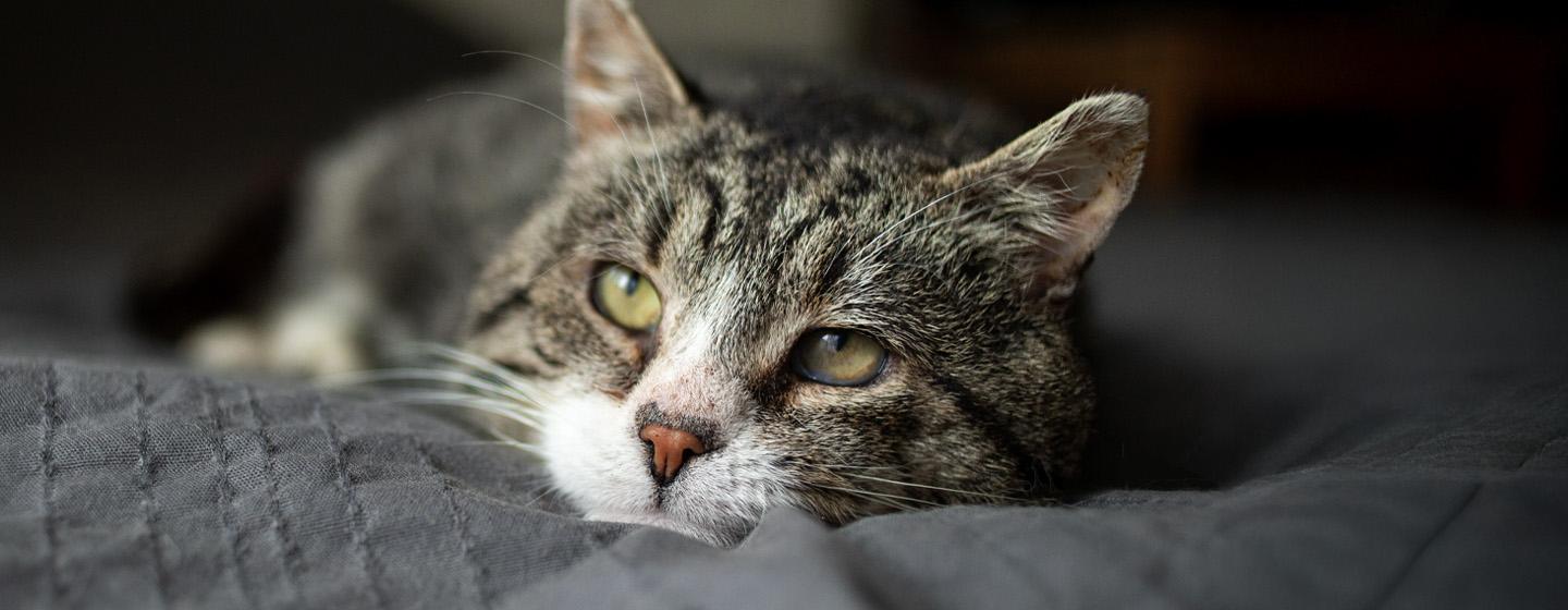 Penyebab FLUTD Pada Kucing dan Apa Makanan Kucing yang Tepat