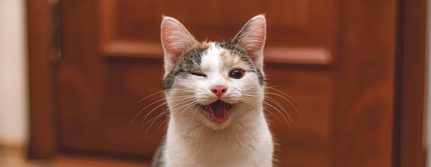 Cara Menjinakkan Kucing agar Lebih Ramah dan Penurut